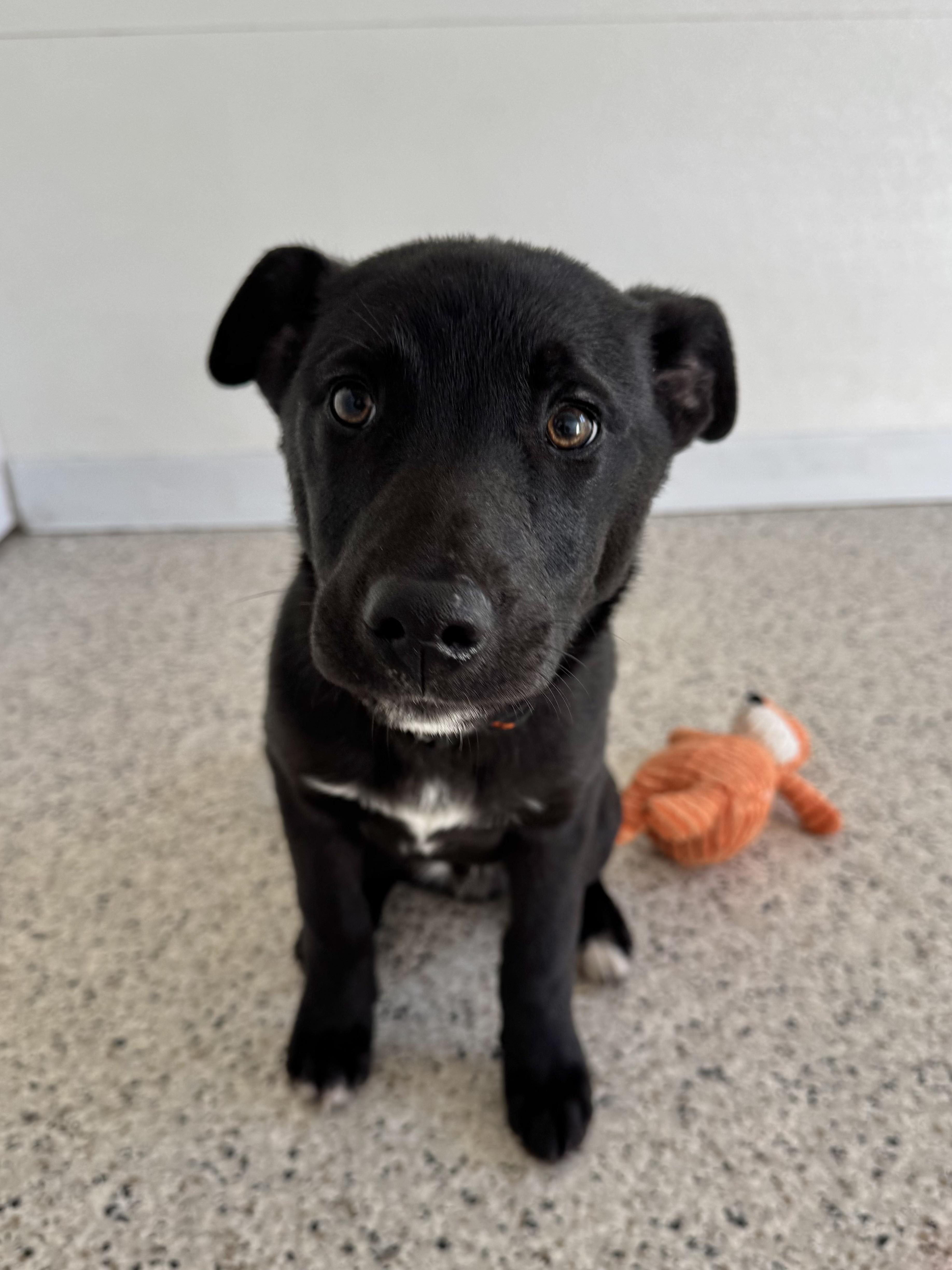 Sausage, adopted, Young Male Labrador Retriever.