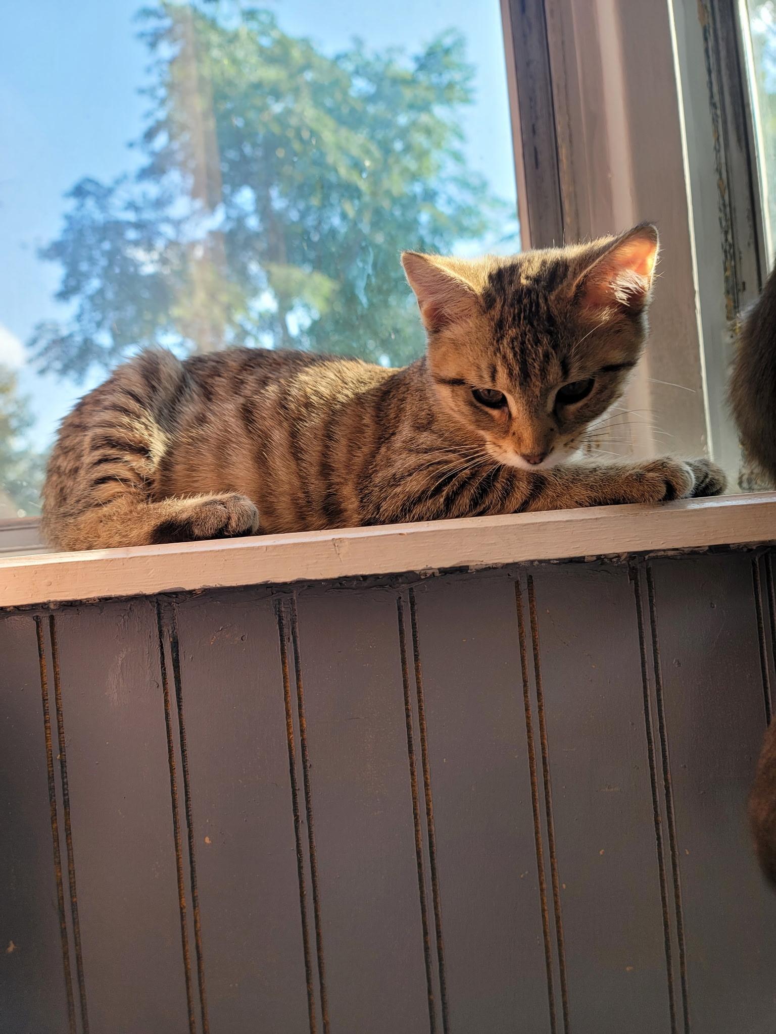 Bagel, ADOPTABLE, Kitten Female Domestic Short Hair.