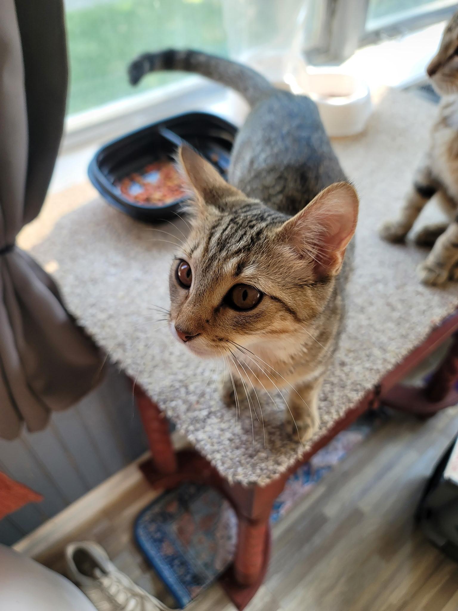 Enlarge Bagel, a ADOPTABLE Domestic Short Hair in Indianapolis, IN image 2/2