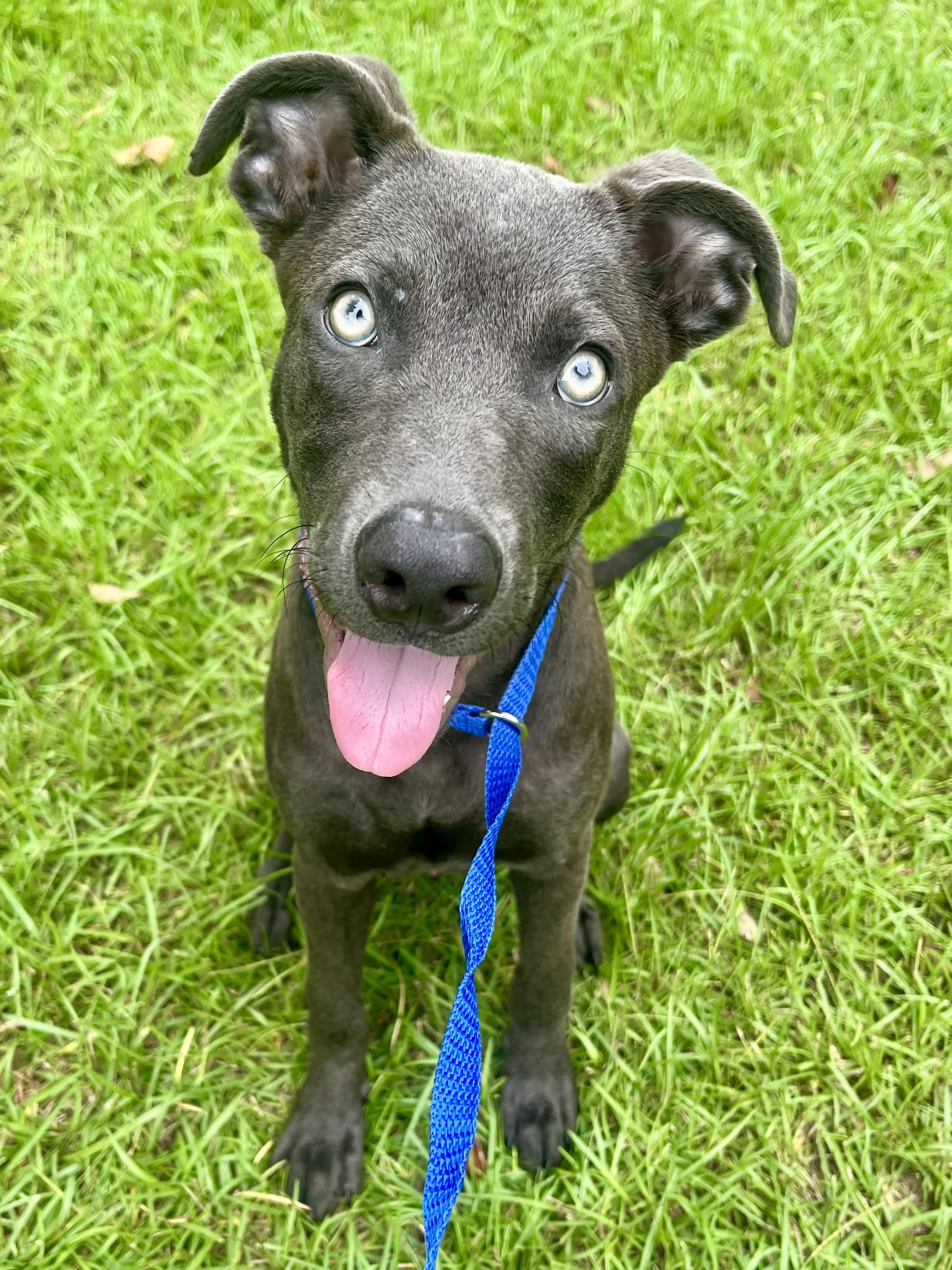 Blue, Adoptable, Puppy Male German Shepherd Dog & Labrador Retriever.
