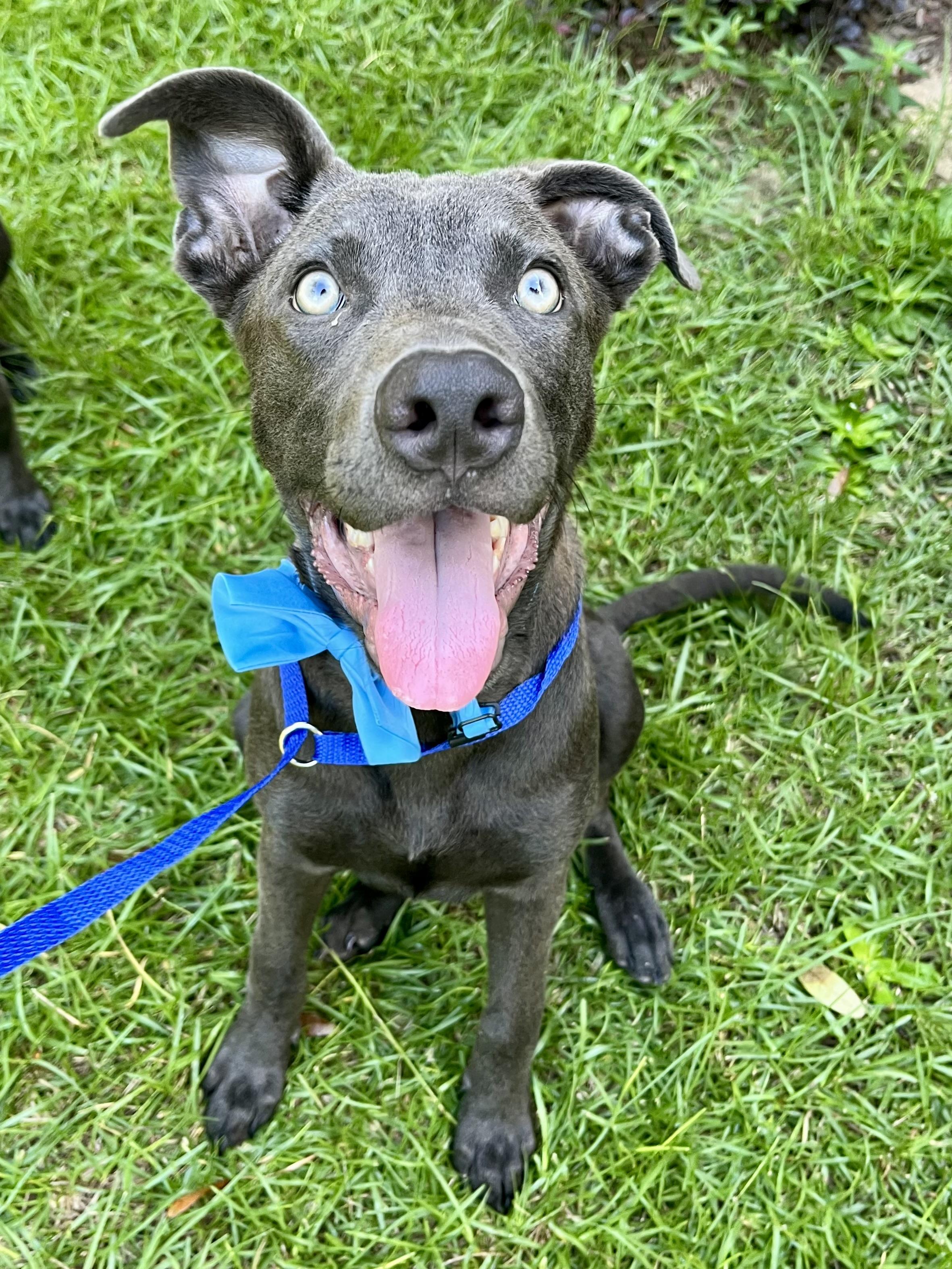 Enlarge Blue, a Adoptable mixed breed in Fayetteville , NC image 5/6