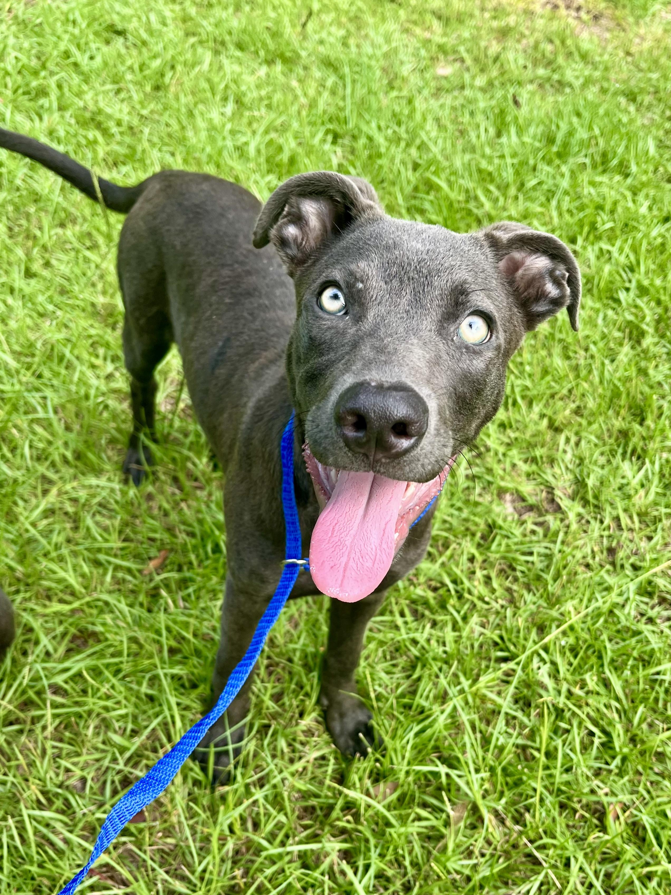 Enlarge Blue, a Adoptable mixed breed in Fayetteville , NC image 5/6