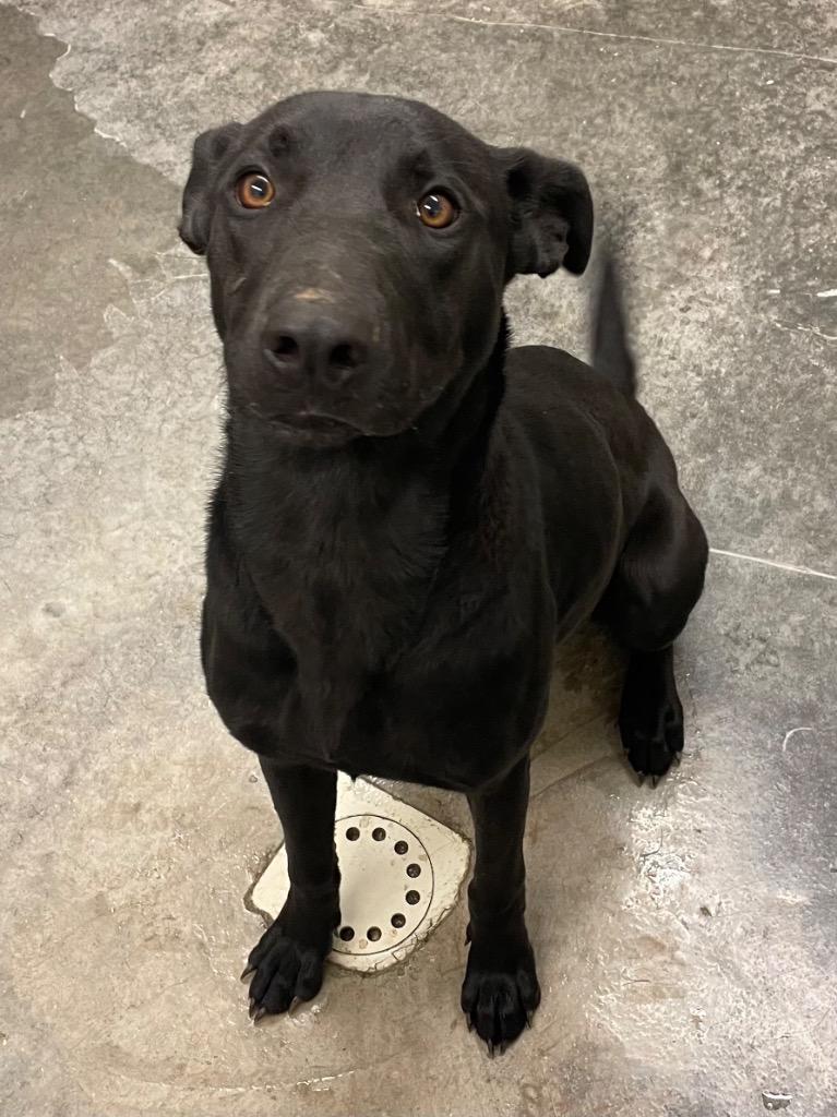 Spring, Adoptable, Adult Female Mixed Breed.