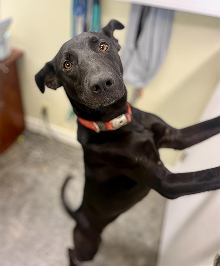 Spring, Adoptable, Adult Female Mixed Breed.