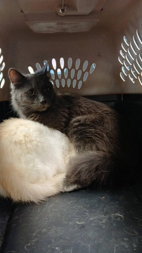 Jerry, Adoptable, Adult Male Domestic Medium Hair.