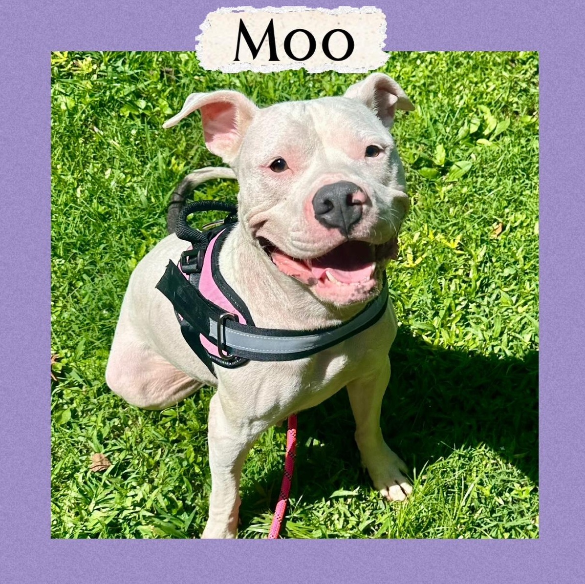 Moo, ADOPTABLE, Adult Female Pit Bull Terrier.