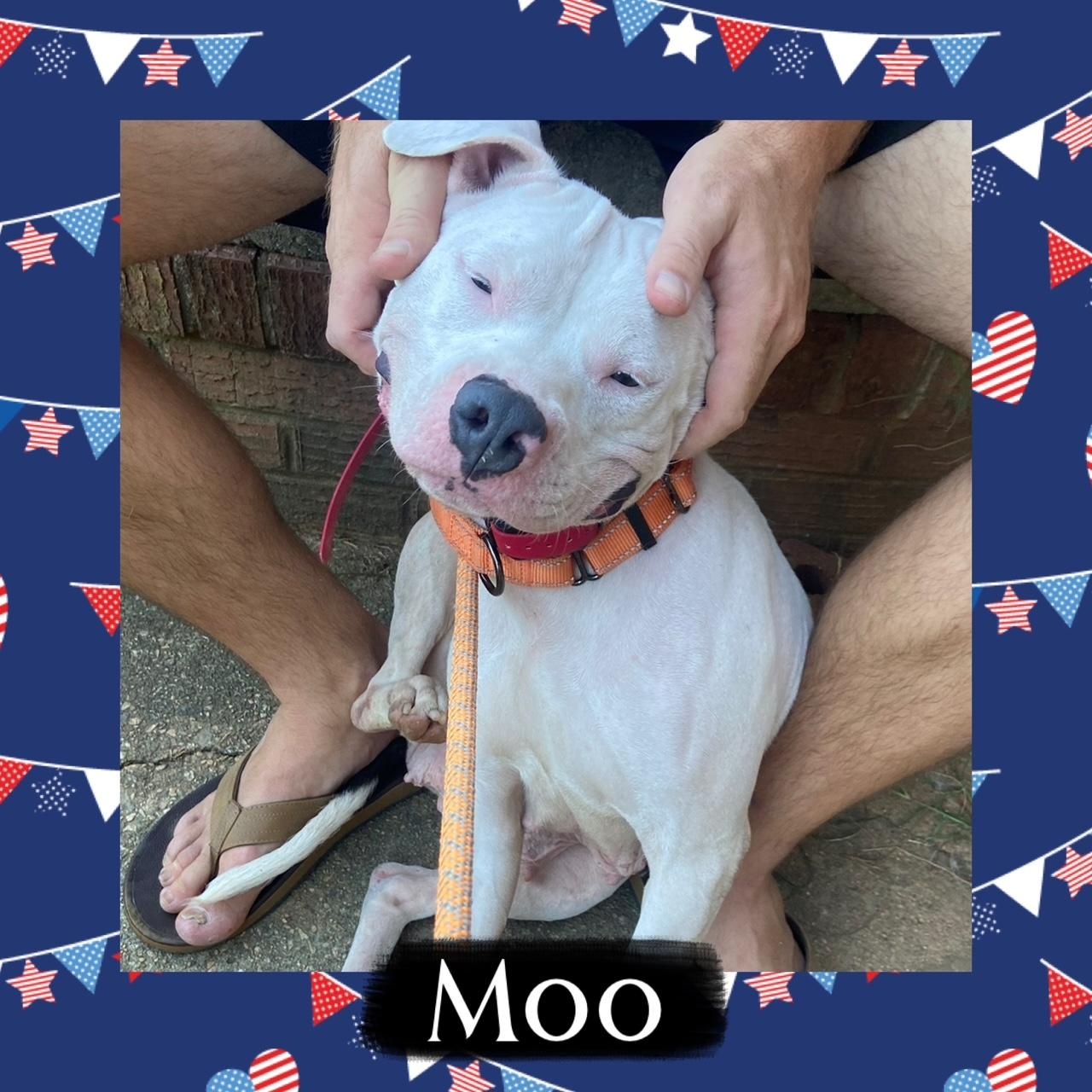 Enlarge Moo, a ADOPTABLE mixed breed in Richmond, VA image 4/6