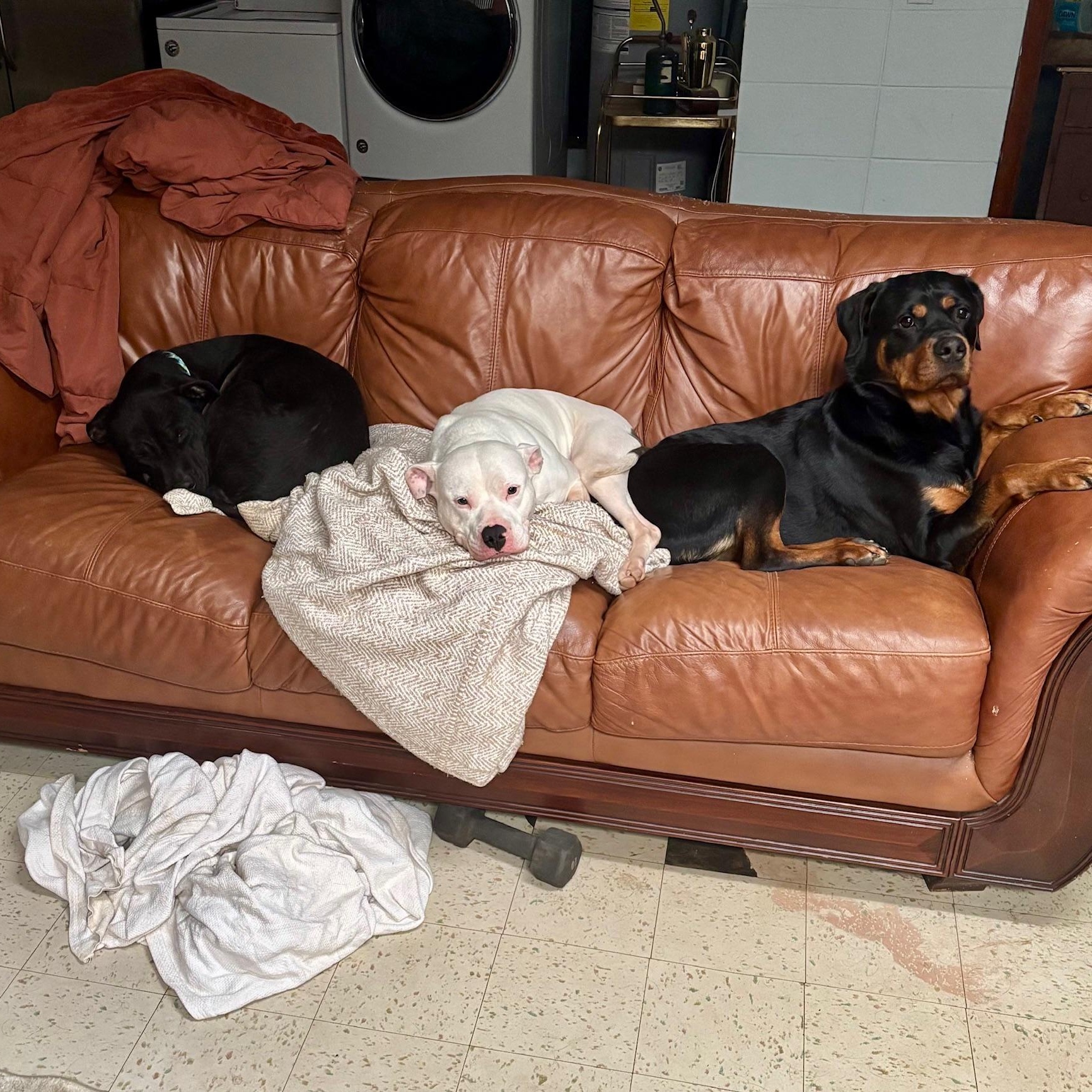 Enlarge Moo, a ADOPTABLE mixed breed in Richmond, VA image 5/6