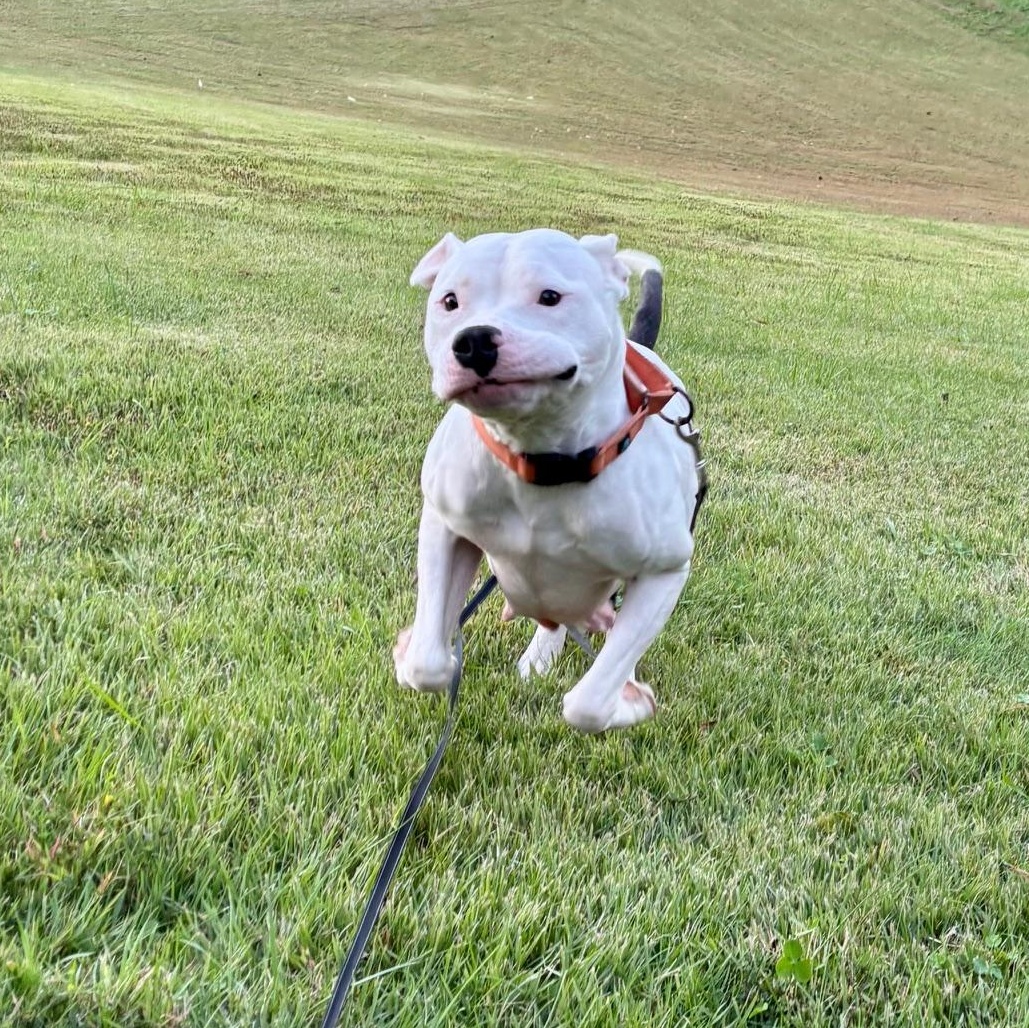 Enlarge Moo, a ADOPTABLE mixed breed in Richmond, VA image 3/6