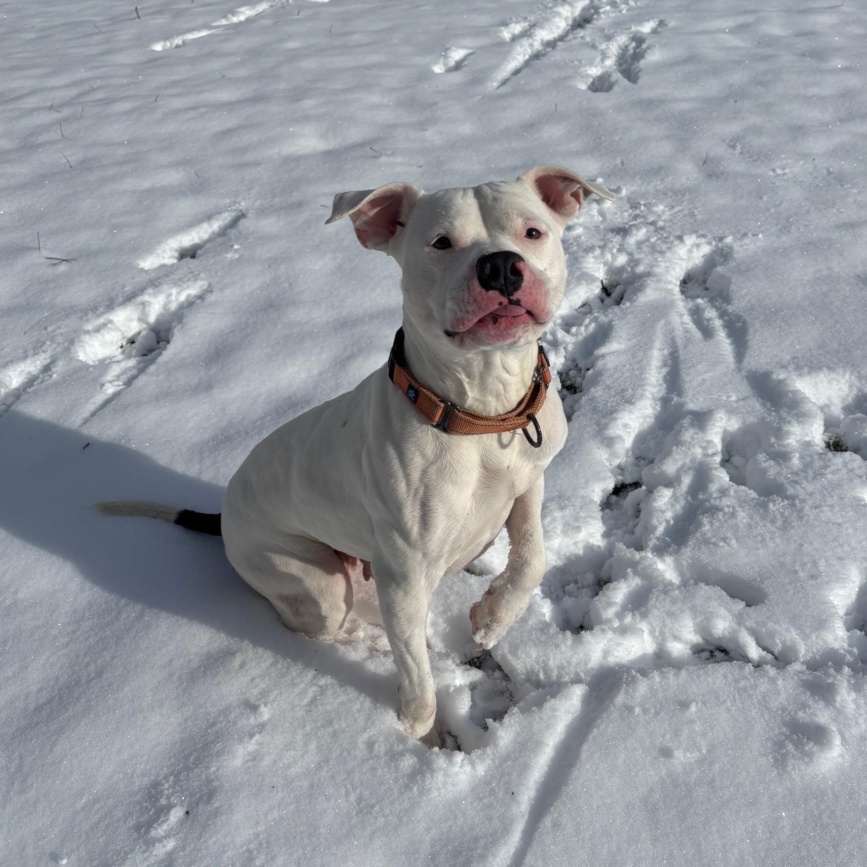 Enlarge Moo, a ADOPTABLE mixed breed in Richmond, VA image 2/6