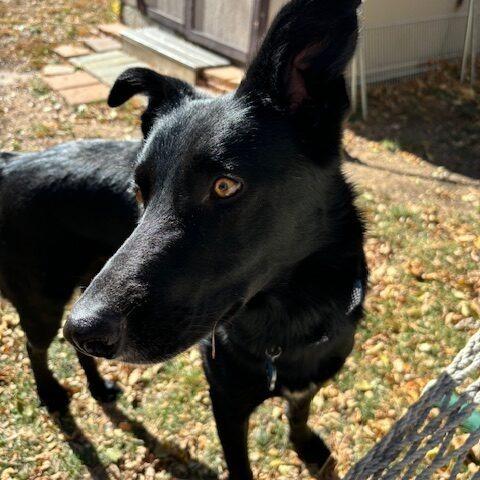 Hobbs, Adoptable, Adult Male Border Collie.