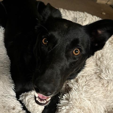 Enlarge Hobbs, a Adoptable mixed breed in Tulsa, OK image 3/6