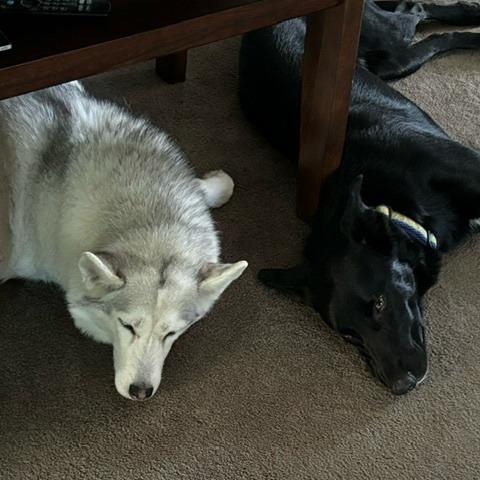 Enlarge Hobbs, a Adoptable mixed breed in Tulsa, OK image 5/6