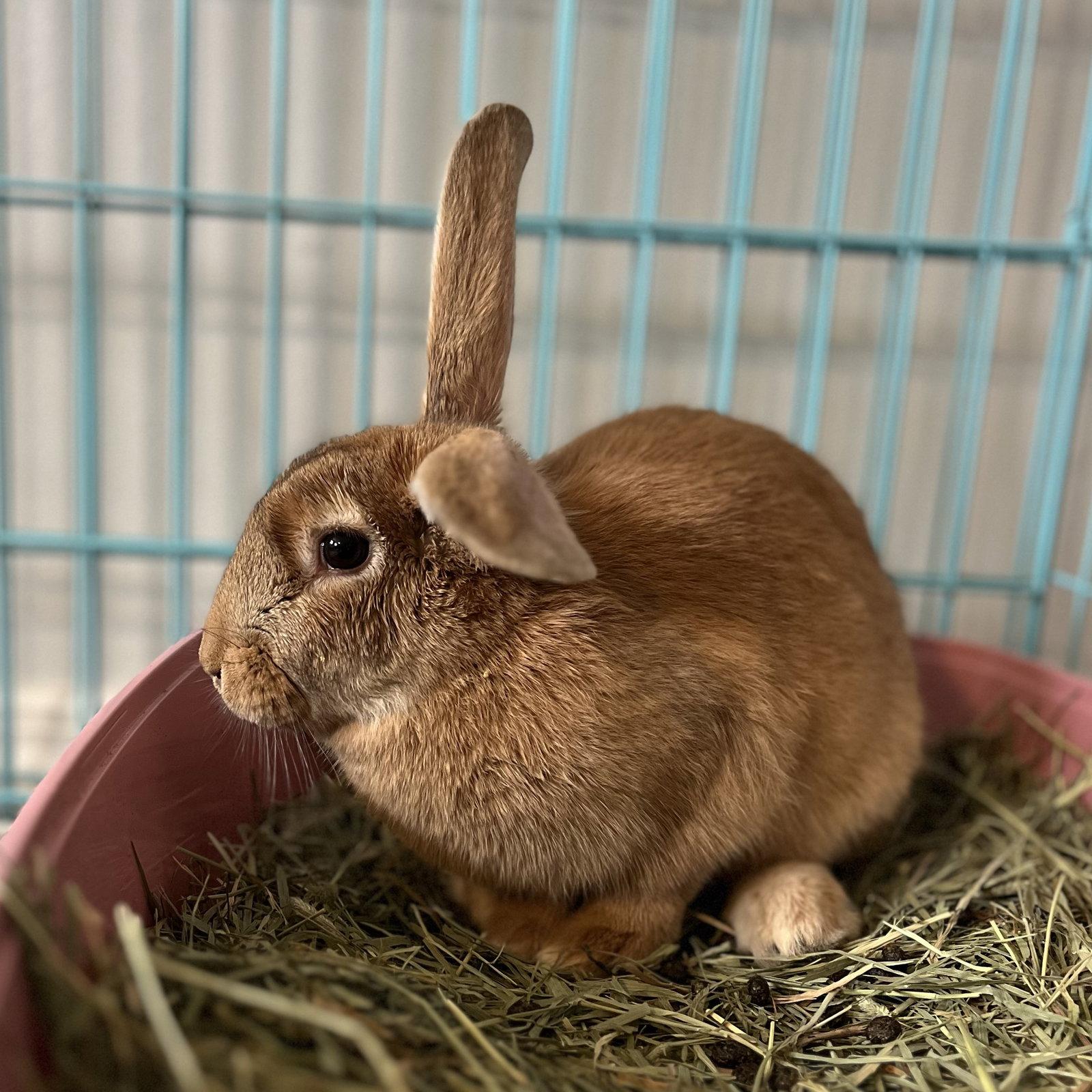 Daffodil, Adoptable, Young Female Palomino.