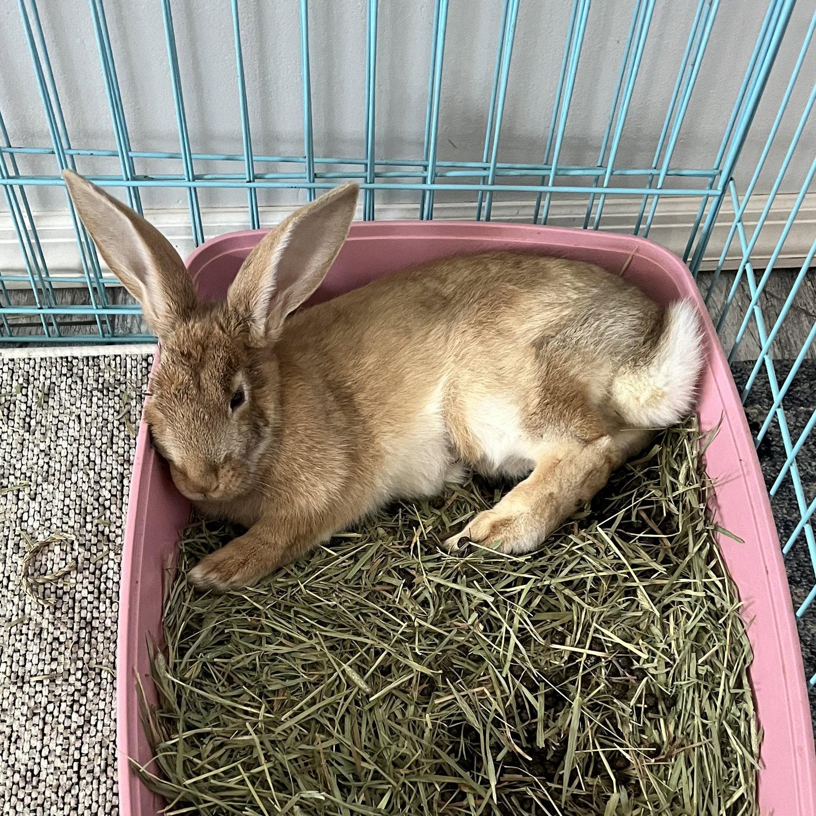 Enlarge Daffodil, a Adoptable Palomino in Great Neck, NY image 2/2