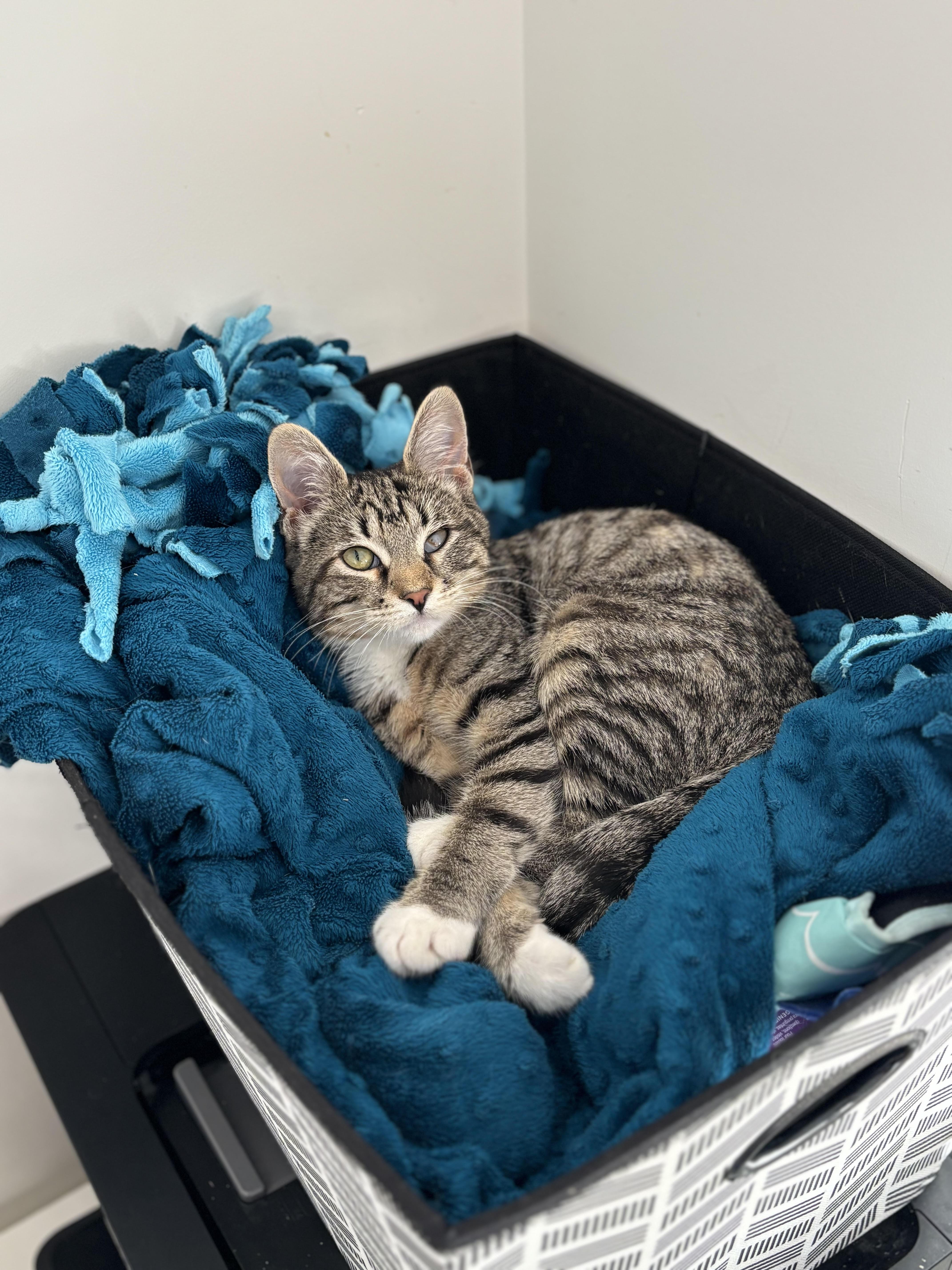 Fox, ADOPTABLE, Kitten Female Tabby.