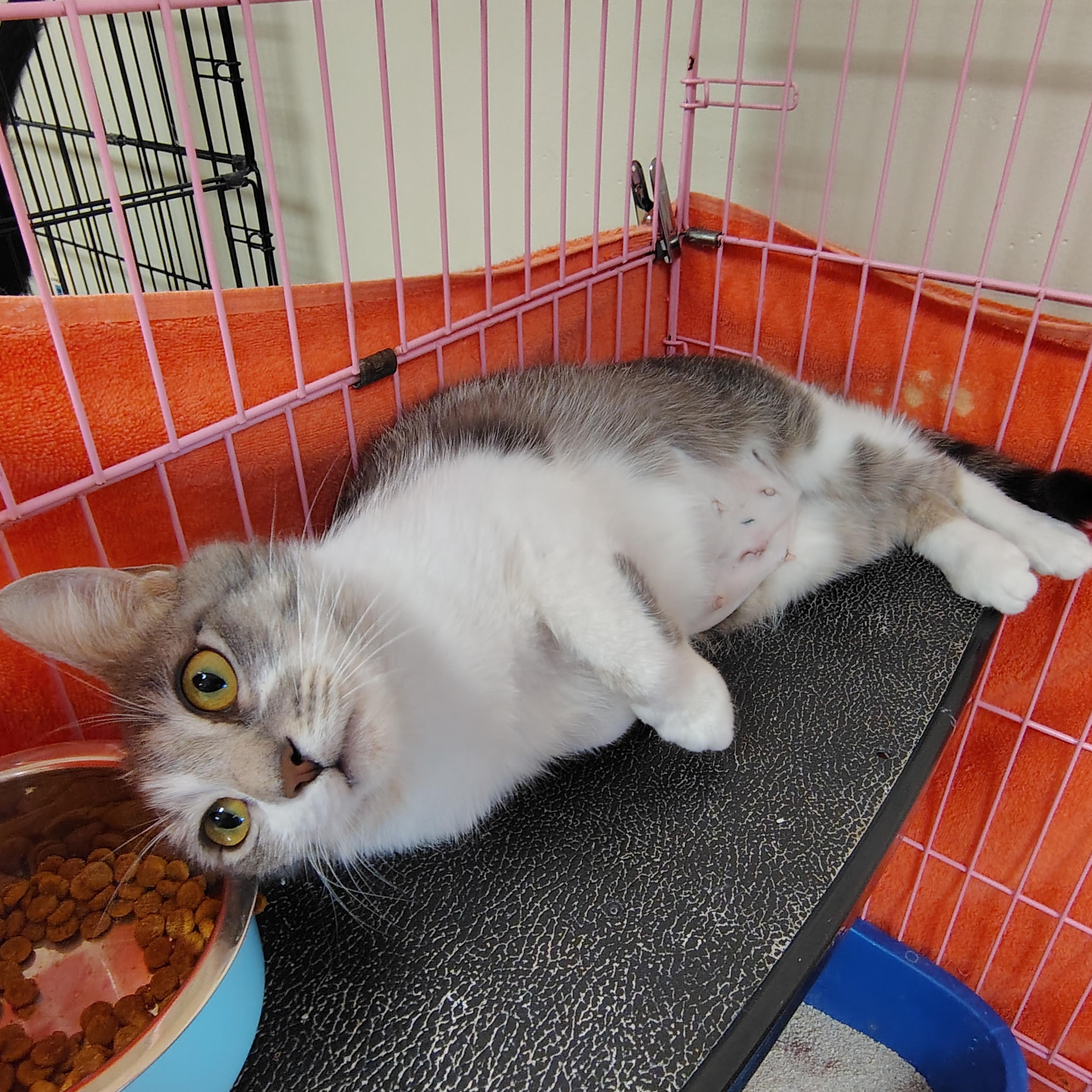 Daisy, a ADOPTABLE mixed breed in Montour Falls, NY image 4/5