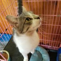 Daisy, a ADOPTABLE mixed breed in Montour Falls, NY image 2/5