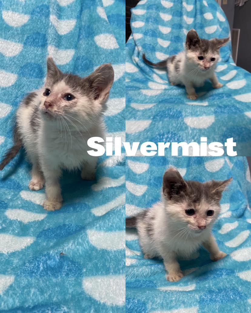 Silvermist
