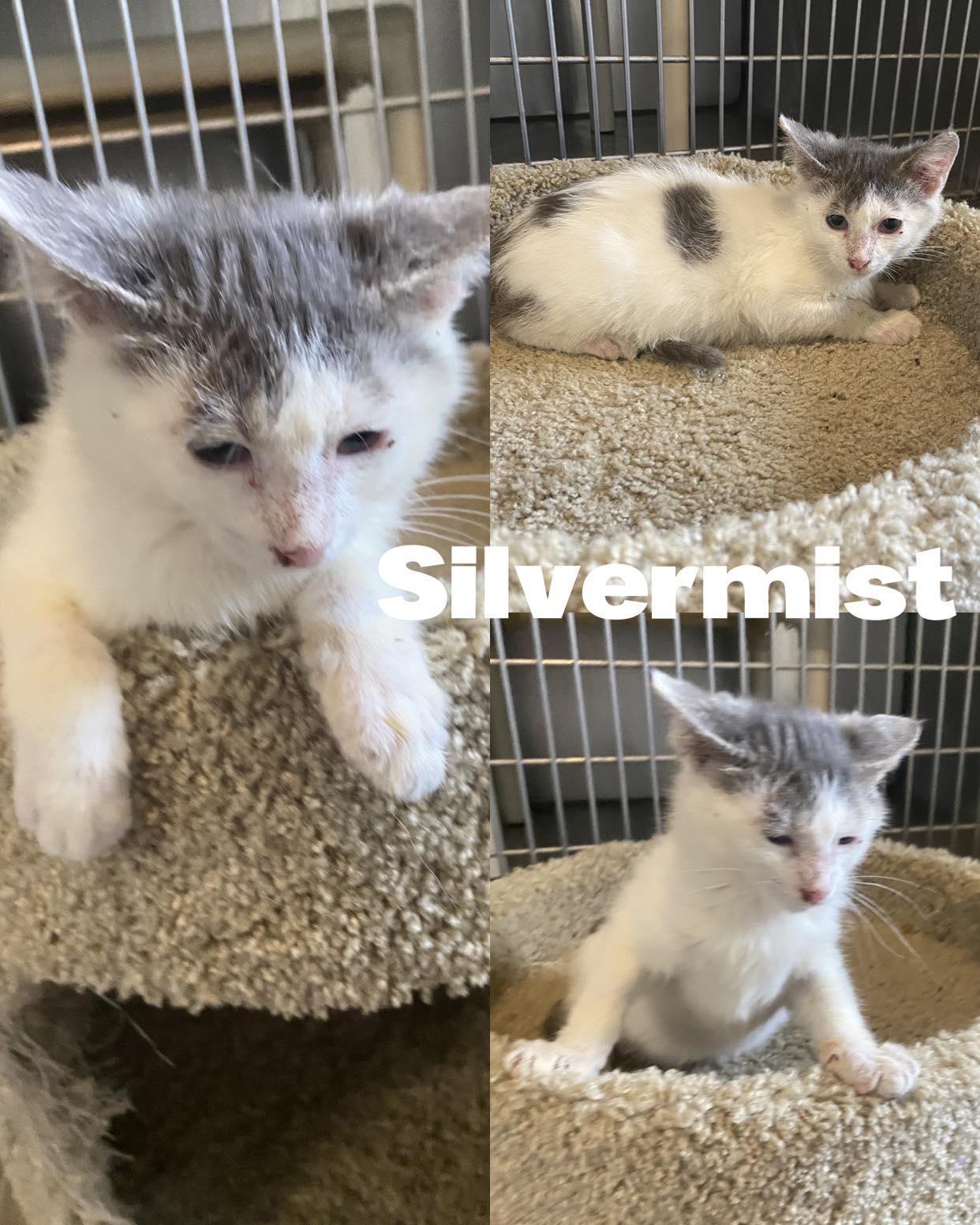 Silvermist