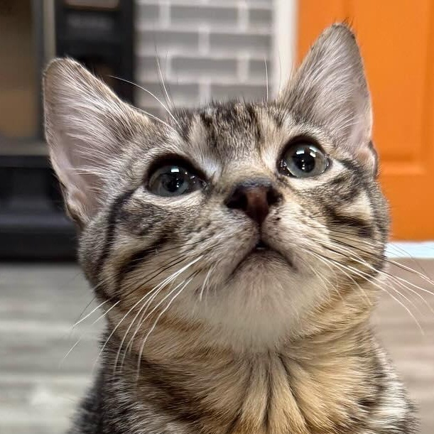 Cat for adoption - Appa @ Fat Cat Cafe, a Domestic Short Hair in ...
