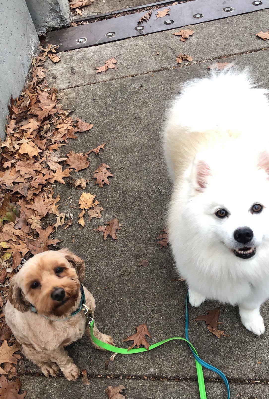 Enlarge Rogue of Kyle TX, a Adoptable American Eskimo Dog in Kyle, TX image 2/3