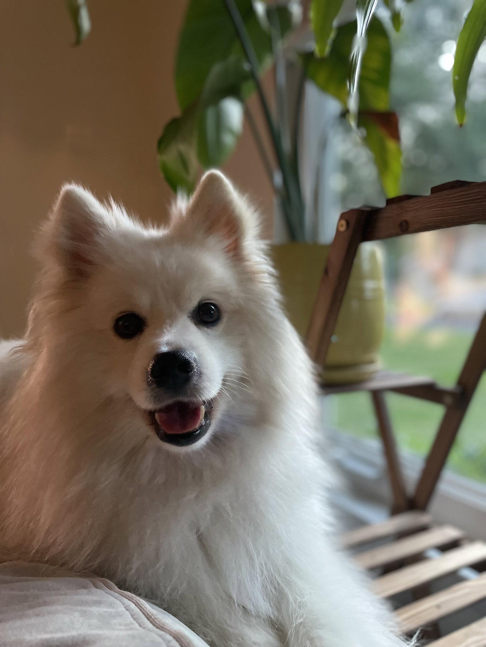 Enlarge Rogue of Kyle TX, a Adoptable American Eskimo Dog in Kyle, TX image 1/3