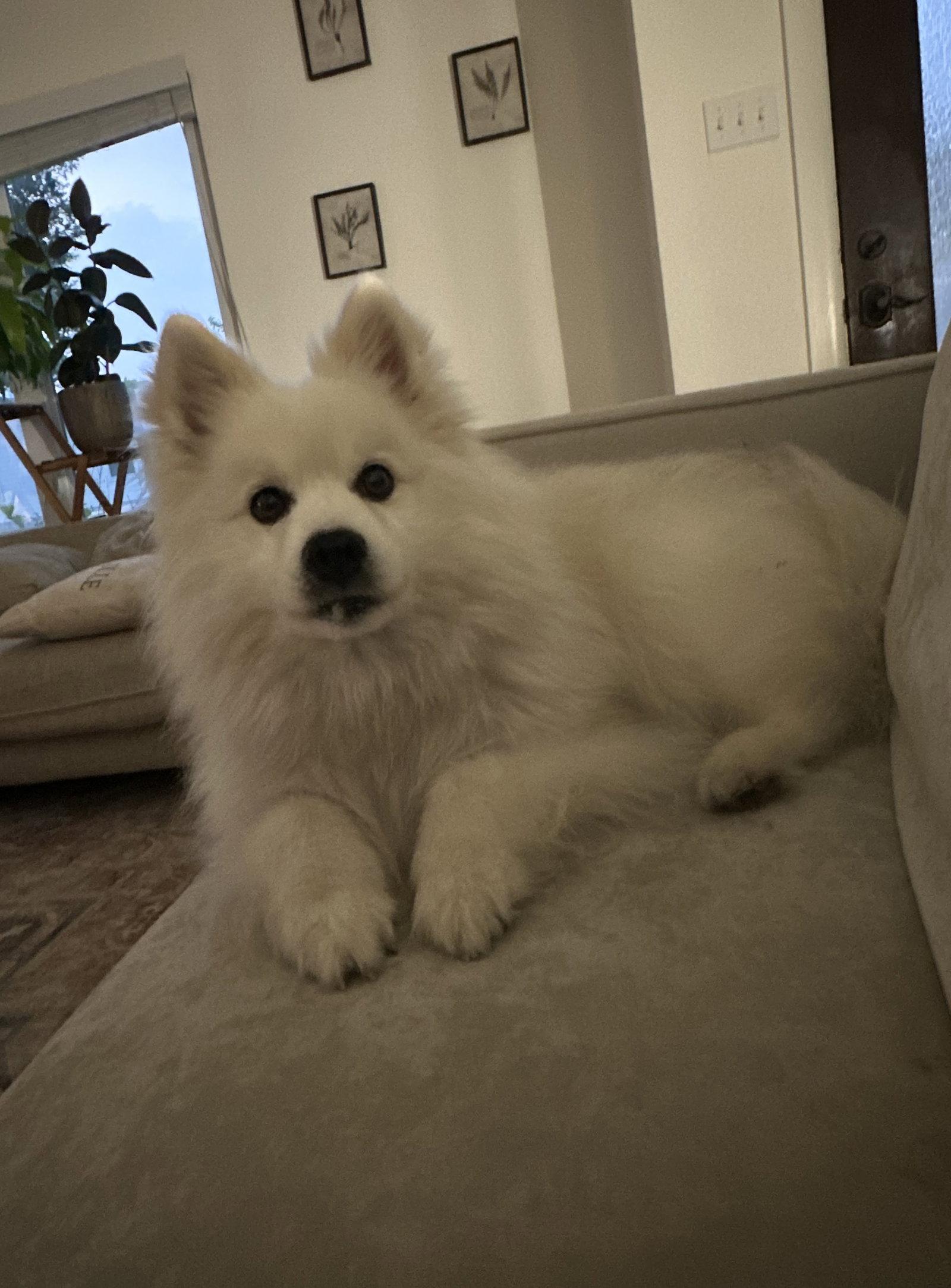 Enlarge Rogue of Kyle TX, a Adoptable American Eskimo Dog in Kyle, TX image 3/3