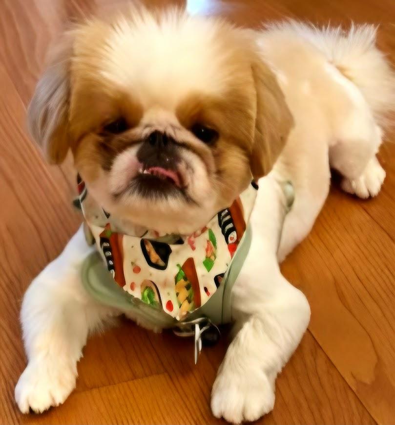 Enlarge Tucker, a Adoptable Pekingese in Hillsdale, NJ image 3/3