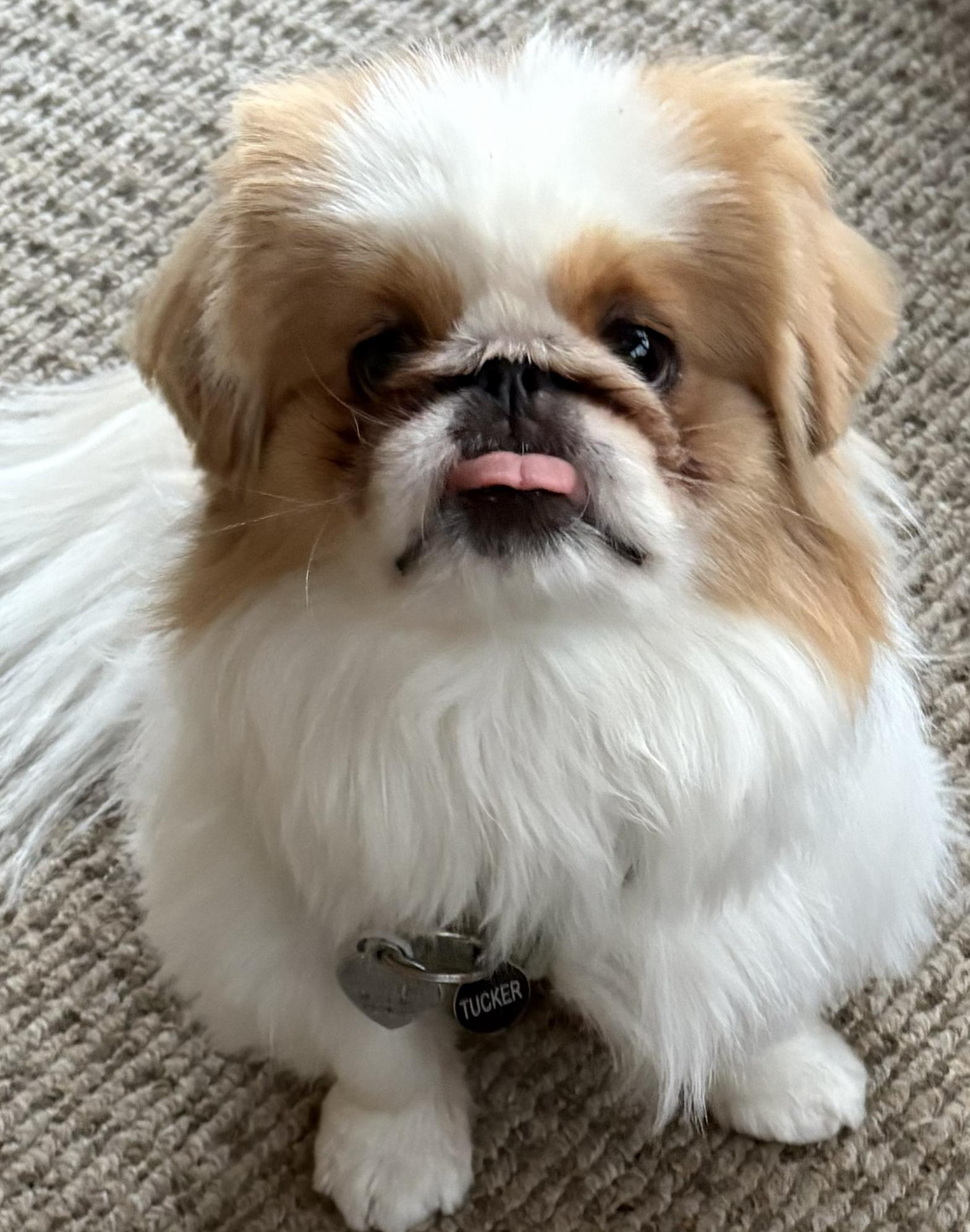 Enlarge Tucker, a Adoptable Pekingese in Hillsdale, NJ image 1/3
