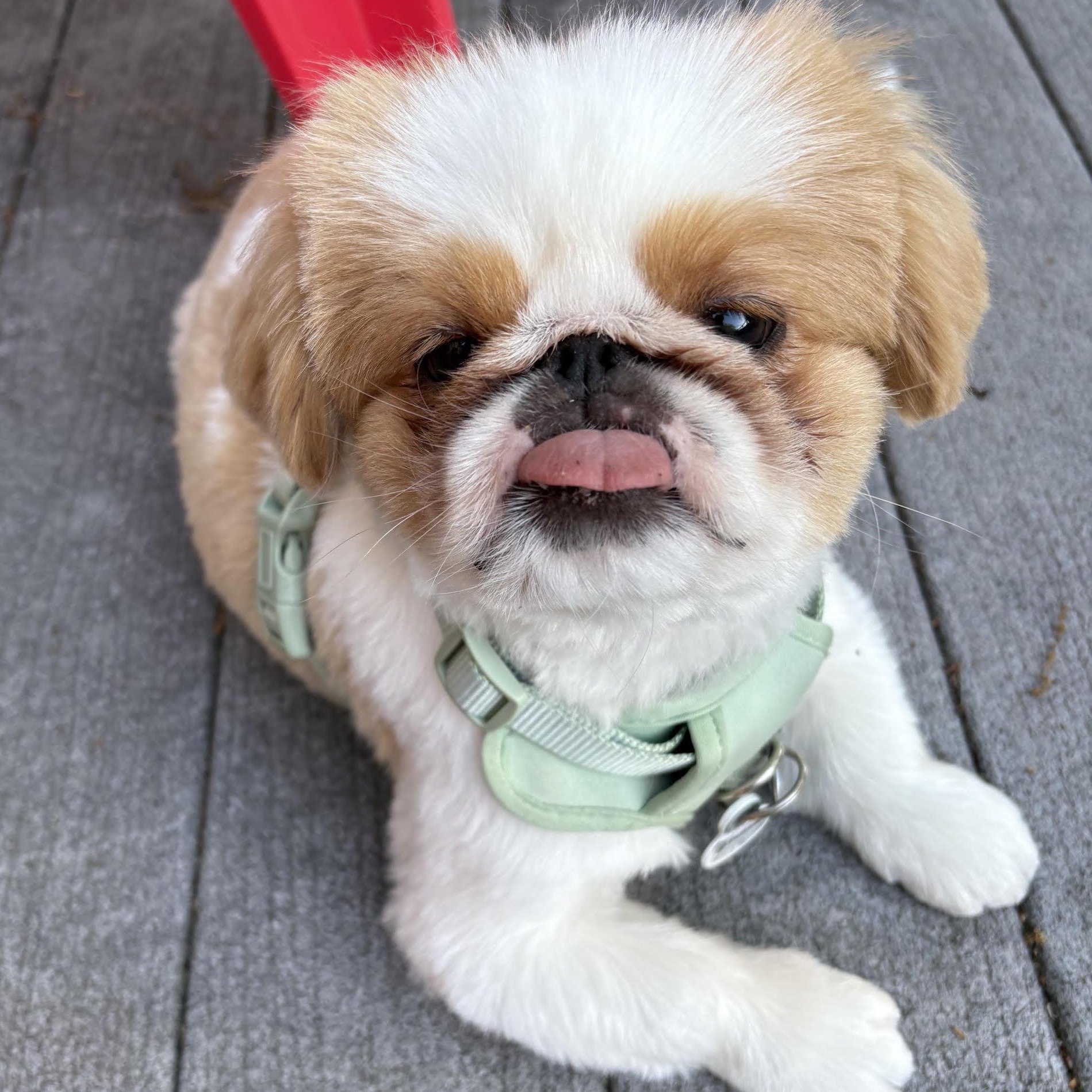 Enlarge Tucker, a Adoptable Pekingese in Hillsdale, NJ image 2/3