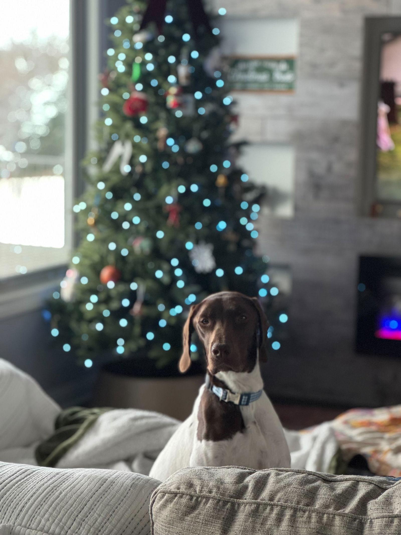 Enlarge Cash - Adoption Pending!, a Adoptable German Shorthaired Pointer in Omaha, NE image 1/3