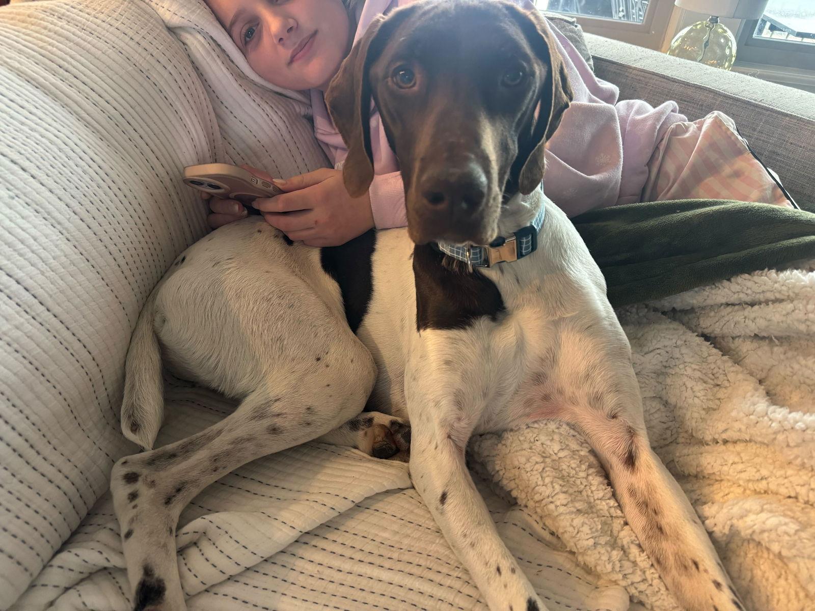 Enlarge Cash - Adoption Pending!, a Adoptable German Shorthaired Pointer in Omaha, NE image 2/3