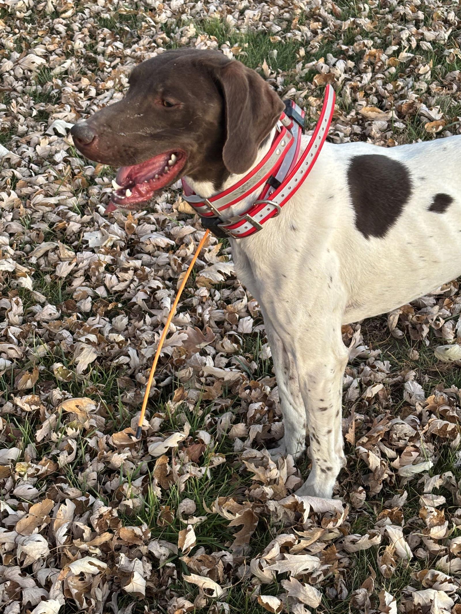 Enlarge Cash - Adoption Pending!, a Adoptable German Shorthaired Pointer in Omaha, NE image 3/3