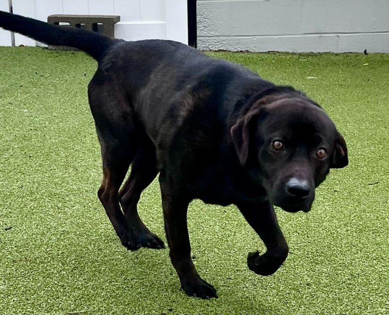 Enlarge Kona, a ADOPTABLE mixed breed in New Bedford, MA image 3/4