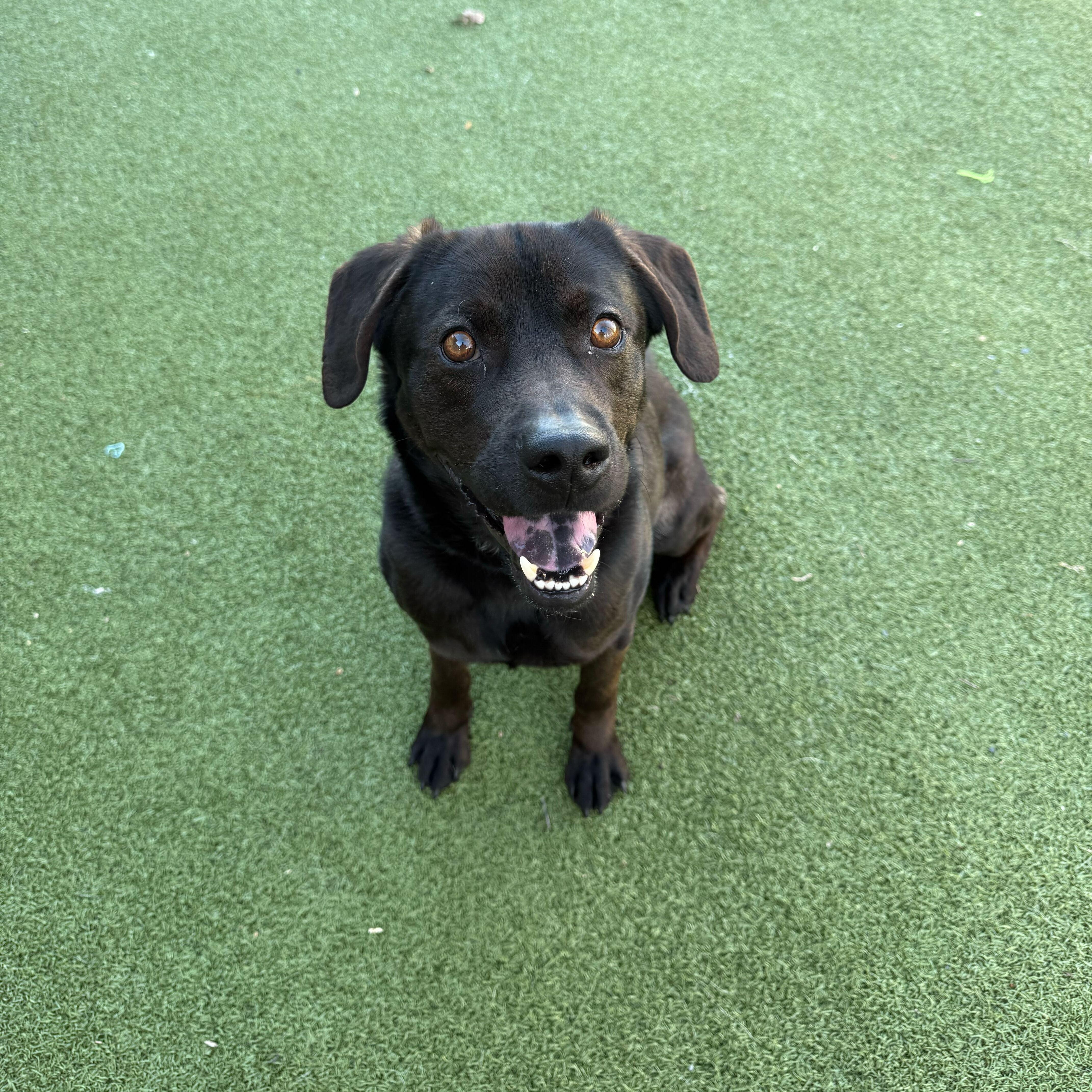 Kona, ADOPTABLE, Young Male Black Labrador Retriever.