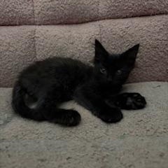 Enlarge Shadow, a ADOPTABLE Domestic Medium Hair in Portland, OR image 2/2