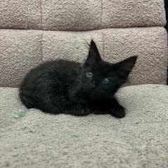 Shadow, ADOPTABLE, Kitten Male Domestic Medium Hair.