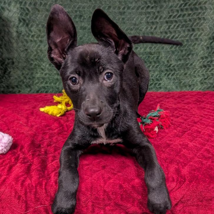 Enlarge Jon Snow, a Adoptable mixed breed in Spokane, WA image 3/4