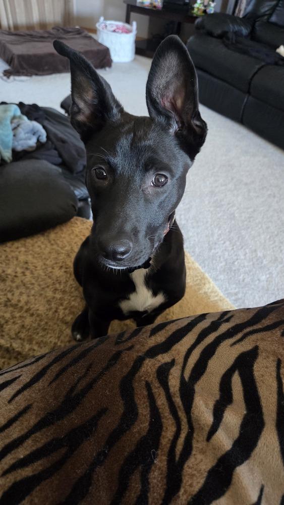 Enlarge Jon Snow, a Adoptable mixed breed in Spokane, WA image 1/6