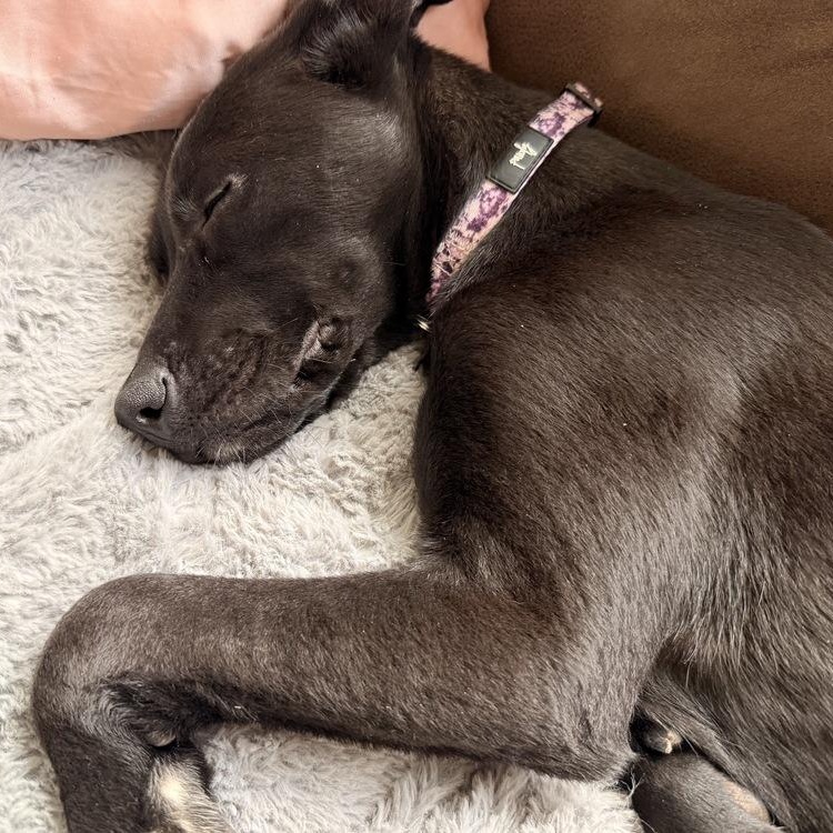 Enlarge Jon Snow, a Adoptable mixed breed in Spokane, WA image 2/4