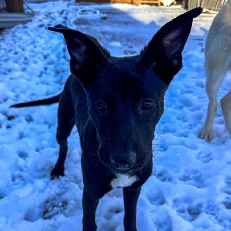 Enlarge Jon Snow, a Adoptable mixed breed in Spokane, WA image 5/6