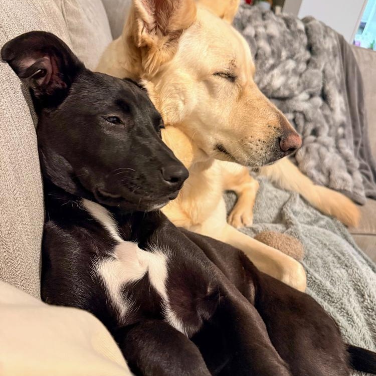 Enlarge Jon Snow, a Adoptable mixed breed in Spokane, WA image 3/6