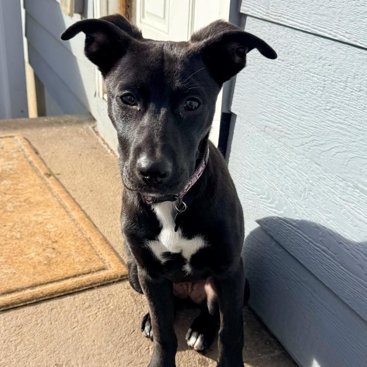 Jon Snow, Adoptable, Puppy Female Labrador Retriever.