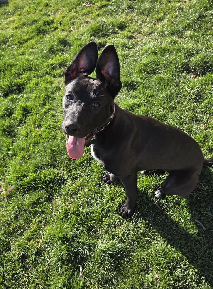 Enlarge Jon Snow, a Adoptable mixed breed in Spokane, WA image 1/6