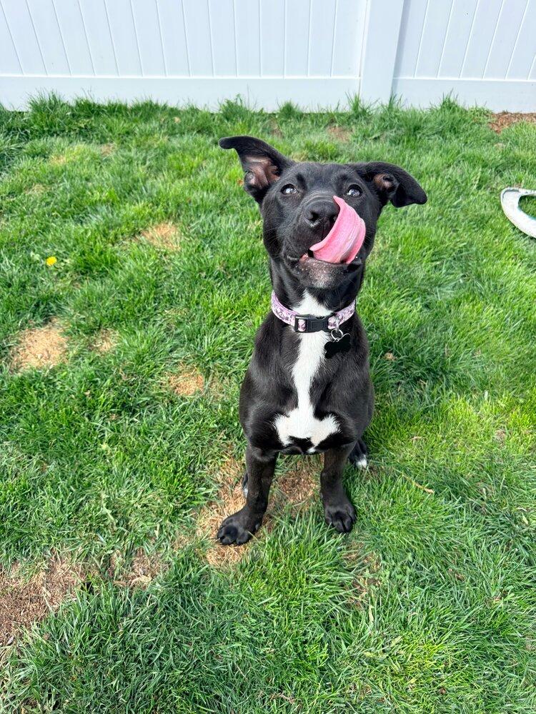 Enlarge Jon Snow, a Adoptable mixed breed in Spokane, WA image 2/6