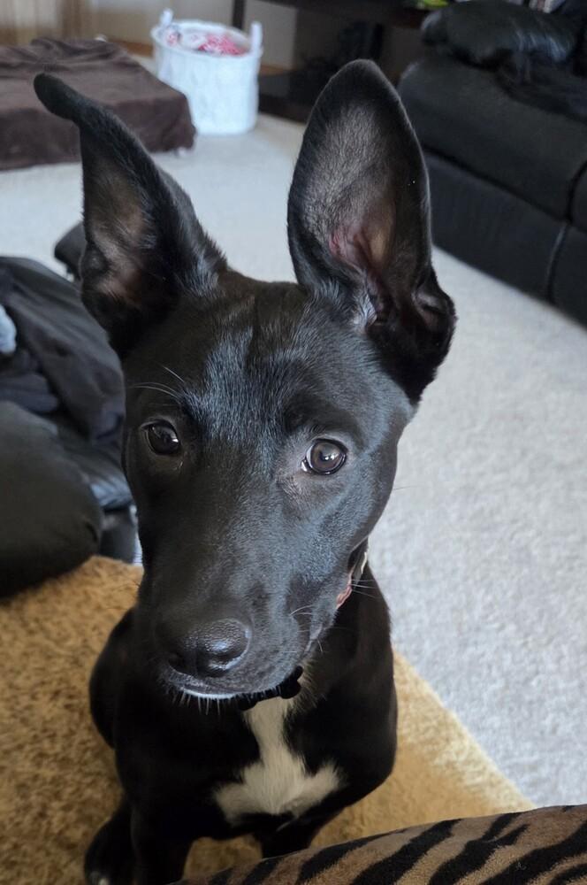 Enlarge Jon Snow, a Adoptable mixed breed in Spokane, WA image 3/6