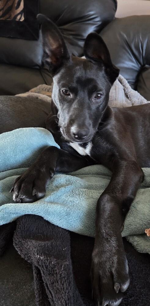 Enlarge Jon Snow, a Adoptable mixed breed in Spokane, WA image 3/6