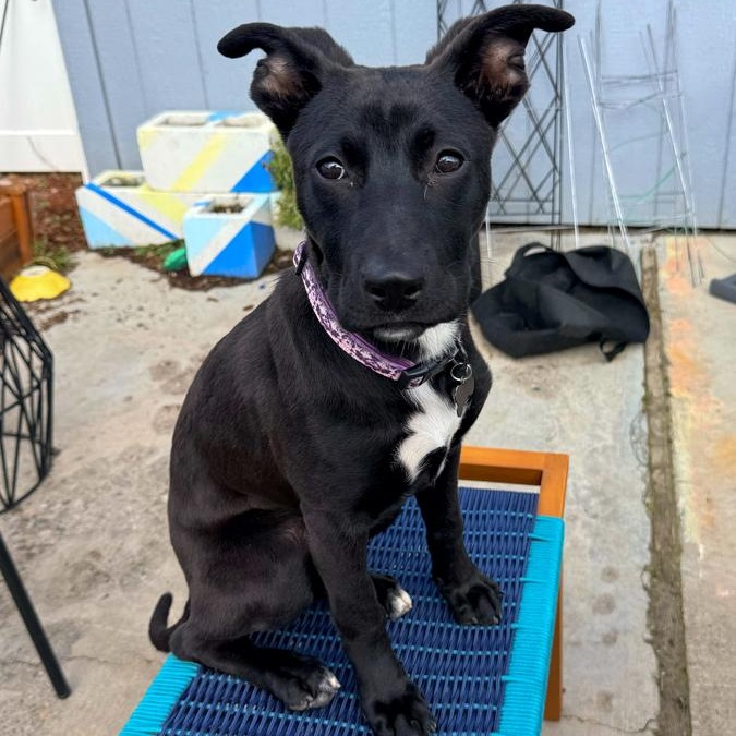 Enlarge Jon Snow, a Adoptable mixed breed in Spokane, WA image 4/6