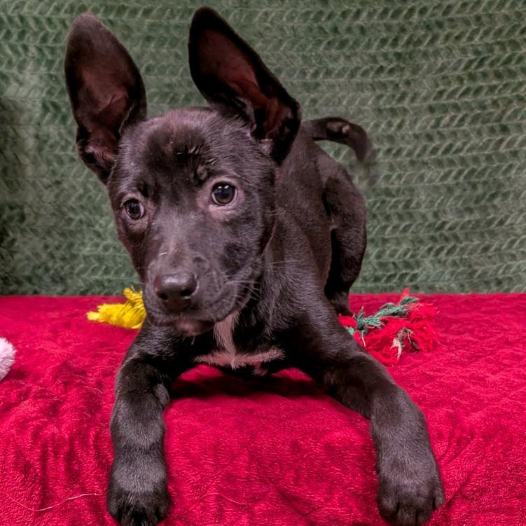 Enlarge Jon Snow, a Adoptable mixed breed in Spokane, WA image 4/4